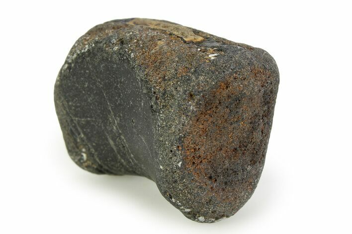 Rare, Theropod Dinosaur Vertebra - Isle of Wight, England #351238